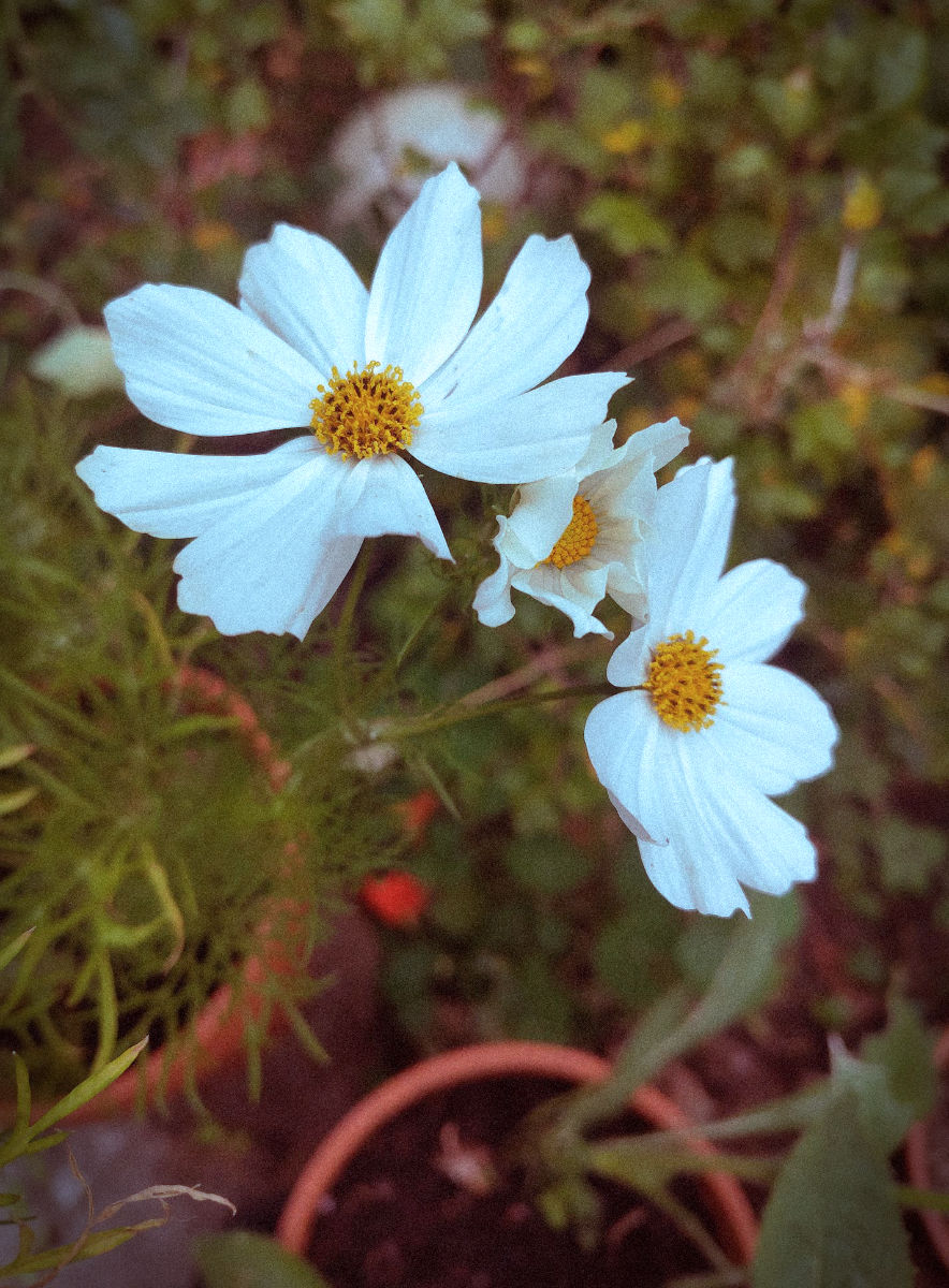 Waking Up Garden Ghosts